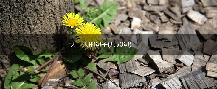 一天一天的句子(共50句),第1张