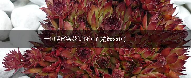 一句话形容花美的句子(精选55句),第1张
