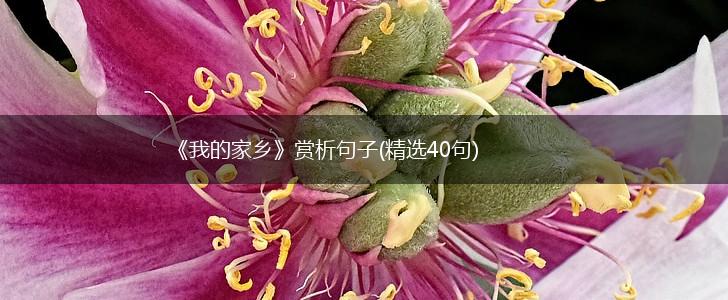 《我的家乡》赏析句子(精选40句),第1张