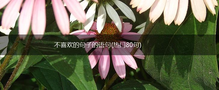 不喜欢的句子的语句(热门80句),第1张