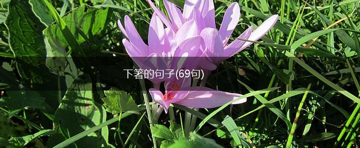 下箸的句子(69句),第1张