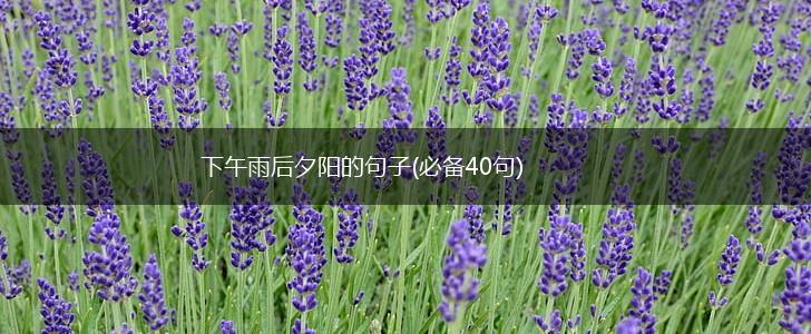 下午雨后夕阳的句子(必备40句),第1张