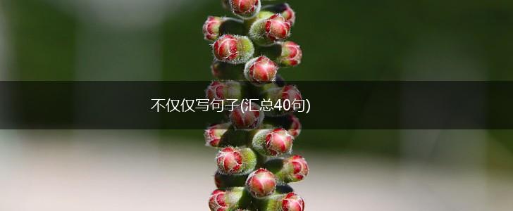 不仅仅写句子(汇总40句),第1张