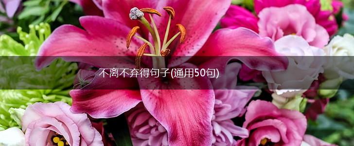 不离不弃得句子(通用50句),第1张