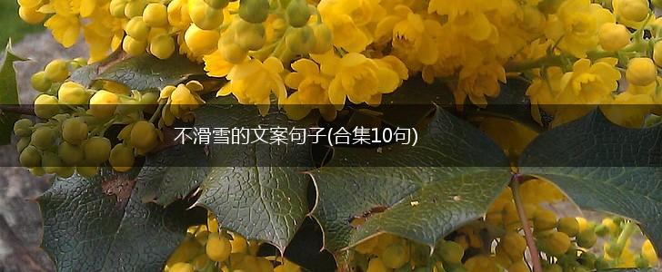 不滑雪的文案句子(合集10句),第1张