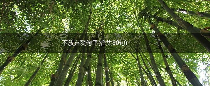 不放弃爱句子(合集80句),第1张