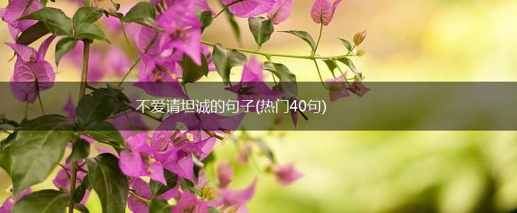 不爱请坦诚的句子(热门40句),第1张