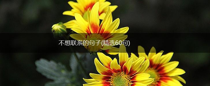 不想联系的句子(精选60句),第1张
