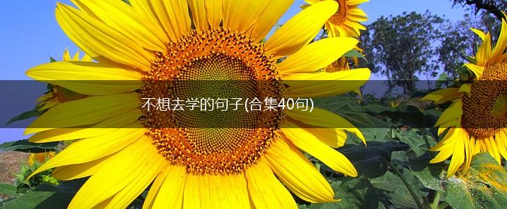 不想去学的句子(合集40句),第1张
