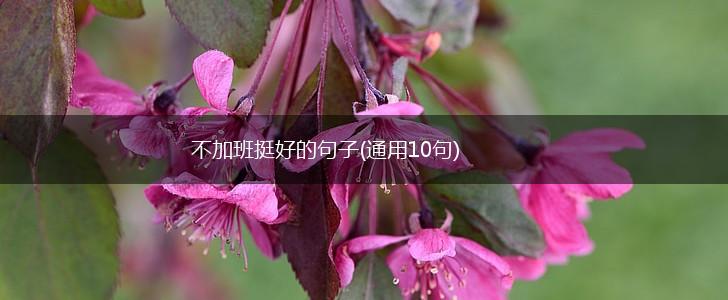 不加班挺好的句子(通用10句),第1张