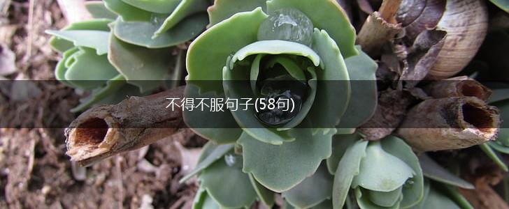 不得不服句子(58句),第1张