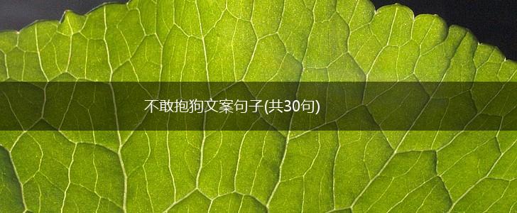 不敢抱狗文案句子(共30句),第1张