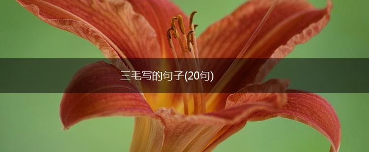 三毛写的句子(20句),第1张