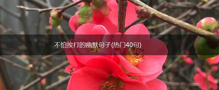 不怕挨打的幽默句子(热门40句),第1张