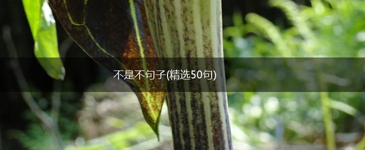 不是不句子(精选50句),第1张