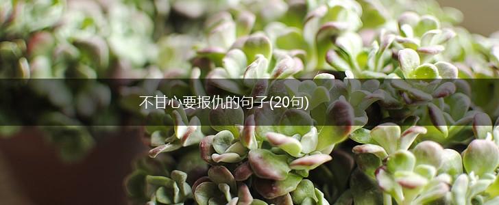 不甘心要报仇的句子(20句),第1张