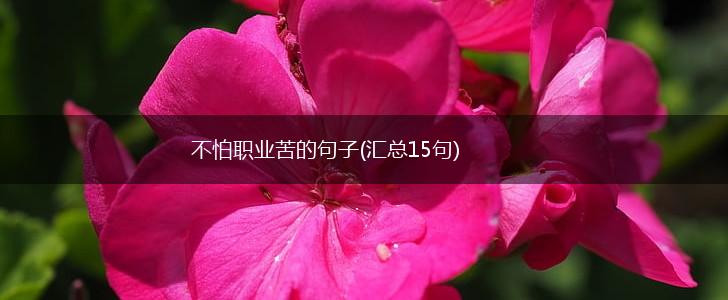 不怕职业苦的句子(汇总15句),第1张