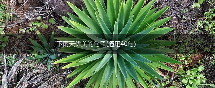 下雨天优美的句子(通用40句),第1张