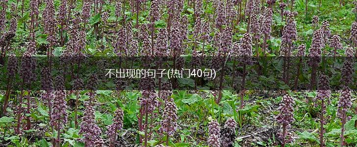 不出现的句子(热门40句),第1张
