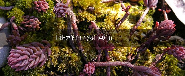 上班累的句子(热门40句),第1张
