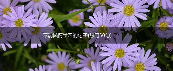 不能懒惰学习的句子(热门50句),第1张