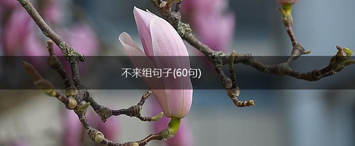 不来组句子(60句),第1张