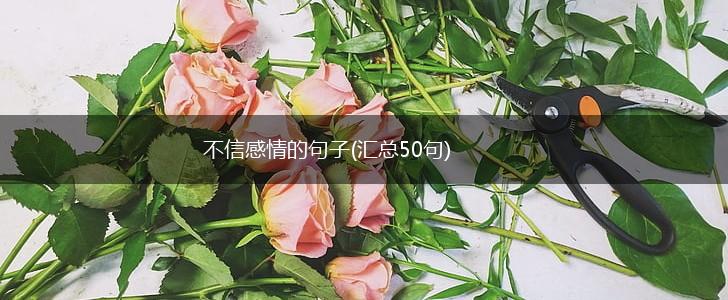 不信感情的句子(汇总50句),第1张