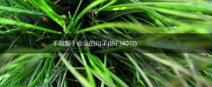 不屈服于命运的句子(热门40句),第1张