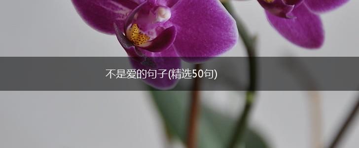 不是爱的句子(精选50句),第1张