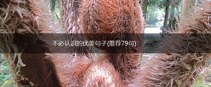 不必认识的优美句子(推荐79句),第1张