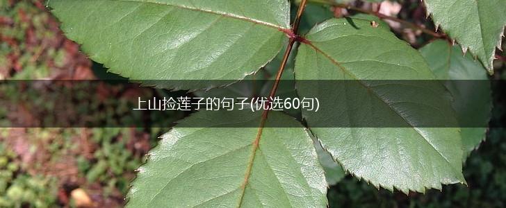 上山捡莲子的句子(优选60句),第1张