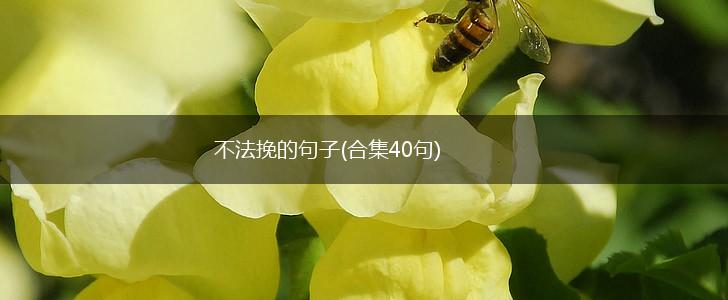 不法挽的句子(合集40句),第1张