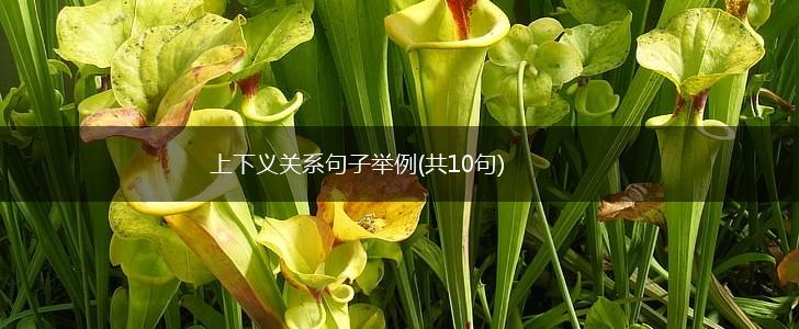 上下义关系句子举例(共10句),第1张