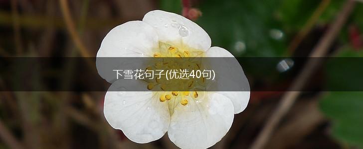 下雪花句子(优选40句),第1张