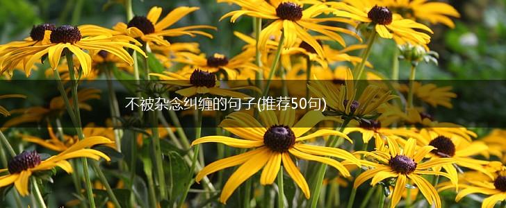 不被杂念纠缠的句子(推荐50句),第1张