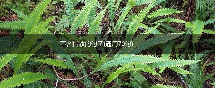 不吝指教的句子(通用70句),第1张