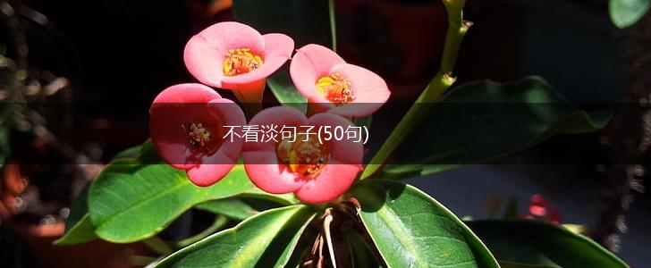 不看淡句子(50句),第1张