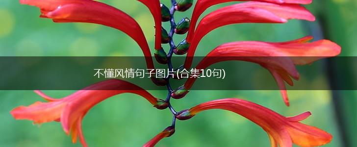 不懂风情句子图片(合集10句),第1张