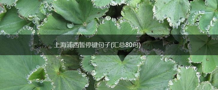 上海浦西暂停键句子(汇总80句),第1张