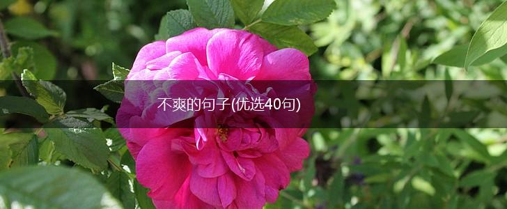 不爽的句子(优选40句),第1张