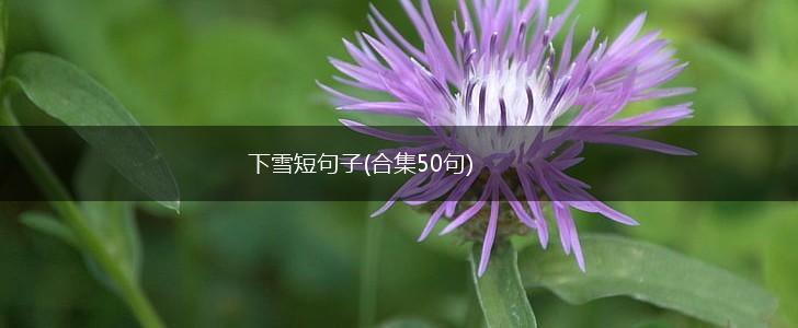 下雪短句子(合集50句),第1张
