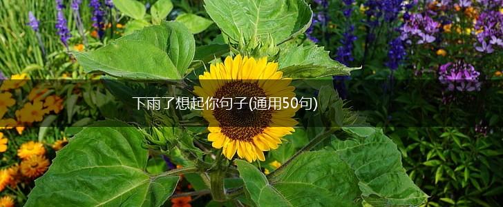 下雨了想起你句子(通用50句),第1张
