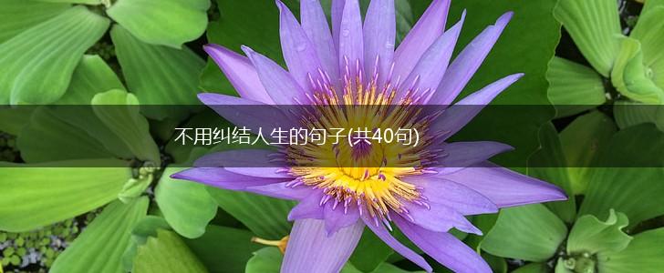不用纠结人生的句子(共40句),第1张