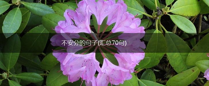 不安分的句子(汇总70句),第1张