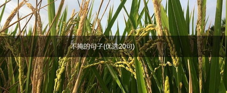 不掩的句子(优选20句),第1张