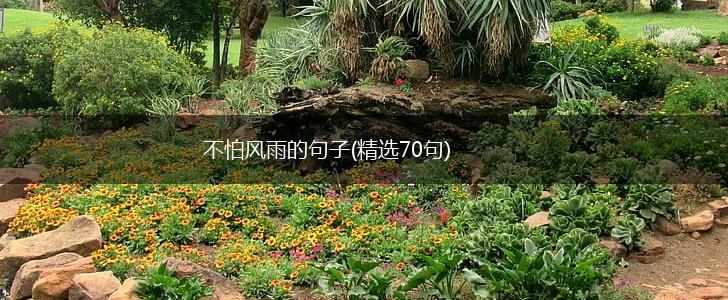 不怕风雨的句子(精选70句),第1张