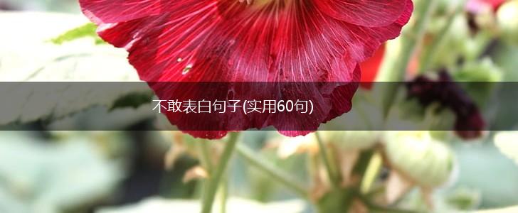 不敢表白句子(实用60句),第1张