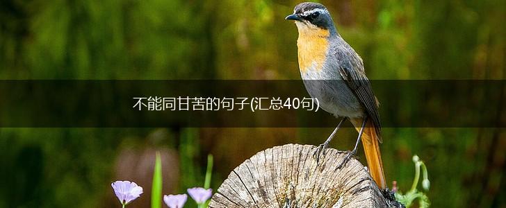 不能同甘苦的句子(汇总40句),第1张