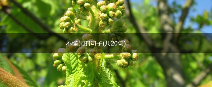 不懂光的句子(共20句),第1张