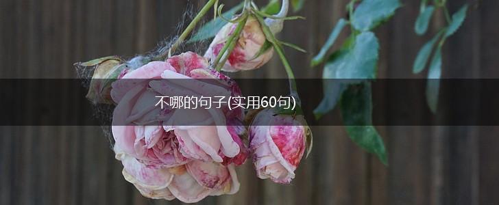 不哪的句子(实用60句),第1张